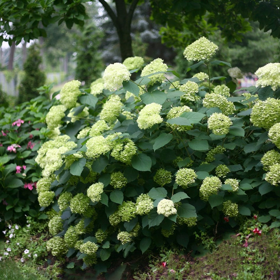 Hydrangea arborescens ‘Lime Rickey’ - Bolhortensia