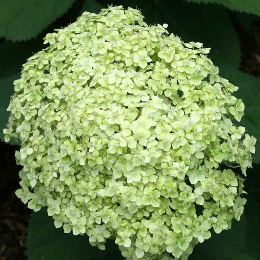 Hydrangea arborescens ‘Lime Rickey’ - Bolhortensia