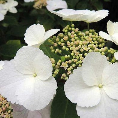 Hydrangea macrophylla 'Benxi' - Schermhortensia
