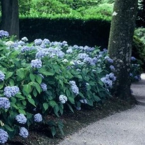 Hydrangea macrophylla 'Blaumeise' - Schermhortensia