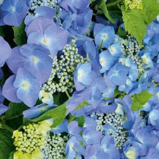 Hydrangea macrophylla 'Blaumeise' - Schermhortensia