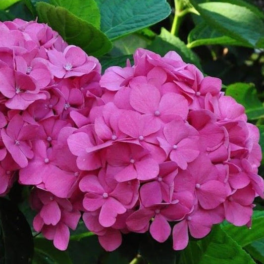 Hydrangea macrophylla 'Bouquet Rose' - Boerenhortensia Roze
