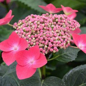 Hydrangea macrophylla 'Kardinal' - Hortensia