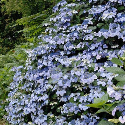Hydrangea macrophylla 'Mariesii Perfecta' - Schermhortensia