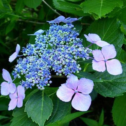 Hydrangea macrophylla 'Mariesii Perfecta' - Schermhortensia