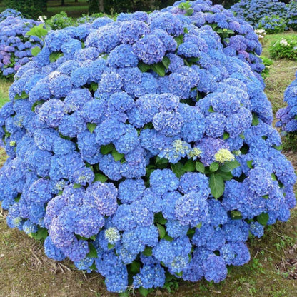 Hydrangea macrophylla 'Renate Steiniger' - Boerenhortensia blauw