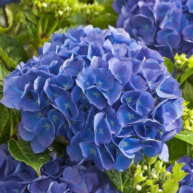 Hydrangea macrophylla 'Renate Steiniger' - Boerenhortensia blauw