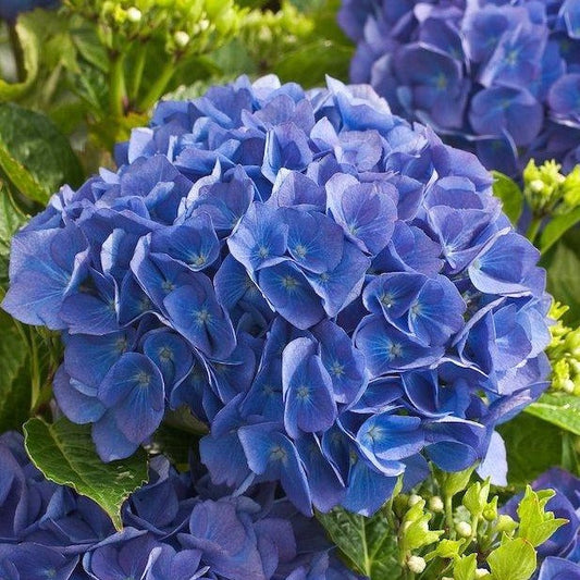 Hydrangea macrophylla 'Renate Steiniger' - Boerenhortensia blauw