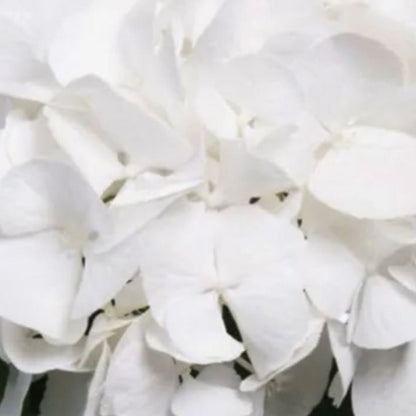 Hydrangea macrophylla 'Schneeball' - Bolhortensia