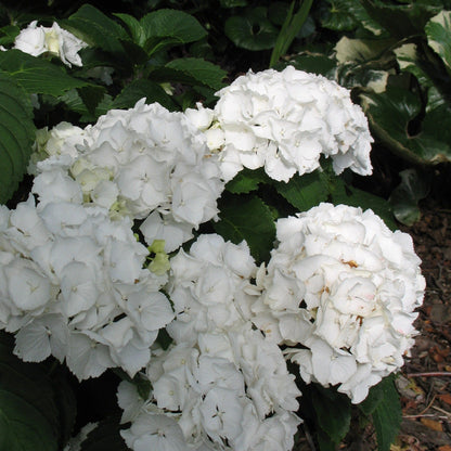 Hydrangea macrophylla 'Schneeball' - Bolhortensia