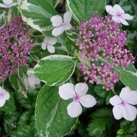 Hydrangea macrophylla 'Tricolor' - Hortensia