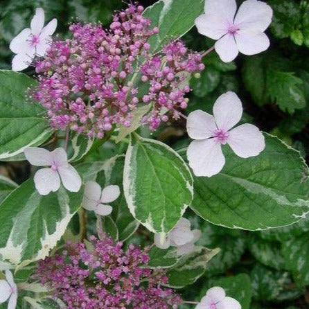 Prachtige Hydrangea macrophylla met witte en paarse bloemen en gestreepte groene bladeren, perfect voor tuinversiering en bloemenliefhebbers. Zichtbare bloemstukken en bladtextuur voor een levendige tuincompositie.