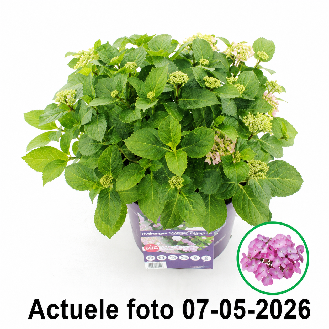 Hydrangea macrophylla 'Forever & Ever Hortbux' - Roze