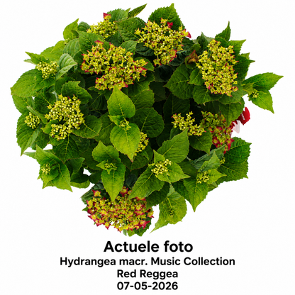Hydrangea macrophylla 'Red Reggae' - Music Collection®