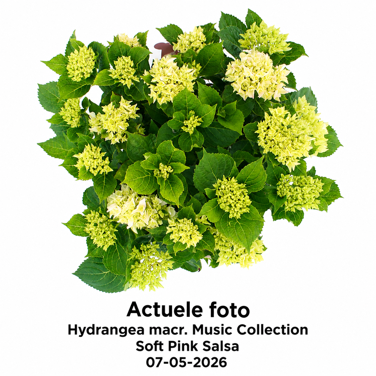 Hydrangea macrophylla 'Soft Pink Salsa' - Music Collection®