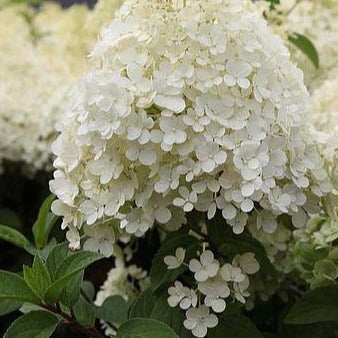 Hydrangea paniculata 'Bobo' - Dwergpluimhortensia