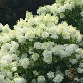 Hydrangea paniculata 'Bobo' - Dwergpluimhortensia
