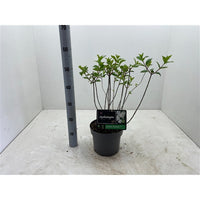 Hydrangea paniculata 'Diamantino' - Witte Pluimhortensia