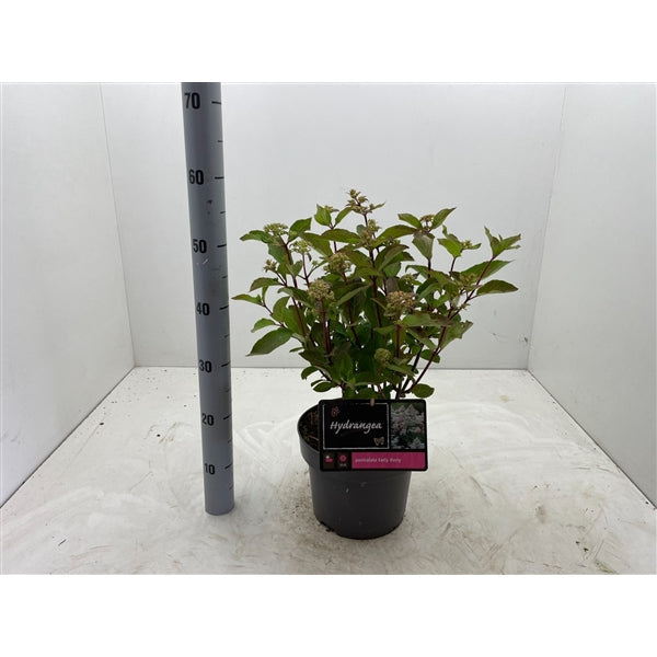 Hydrangea paniculata 'Early Harry' - Vroeg bloeiende witte Pluimhortensia