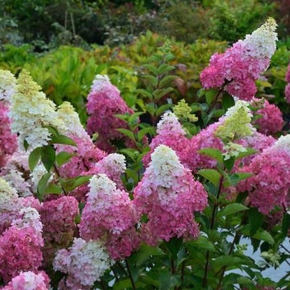 Hydrangea paniculata 'Sundae Fraise' - Pluimhortensia