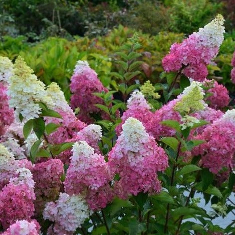 Hydrangea paniculata 'Sundae Fraise' - Pluimhortensia
