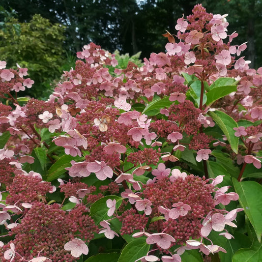 Hydrangea paniculata 'Dharuma' - Dwergpluimhortensia