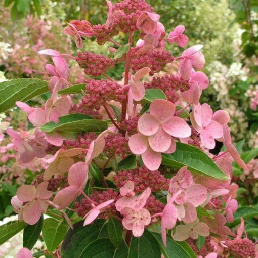 Hydrangea paniculata 'Dharuma' - Dwergpluimhortensia
