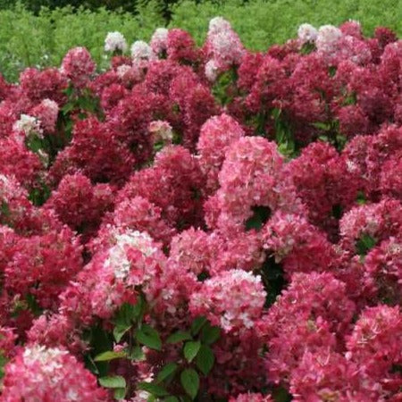 Hydrangea paniculata 'Diamant Rouge' - Pluimhortensia