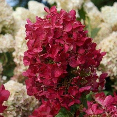 Hydrangea paniculata 'Diamant Rouge' - Pluimhortensia
