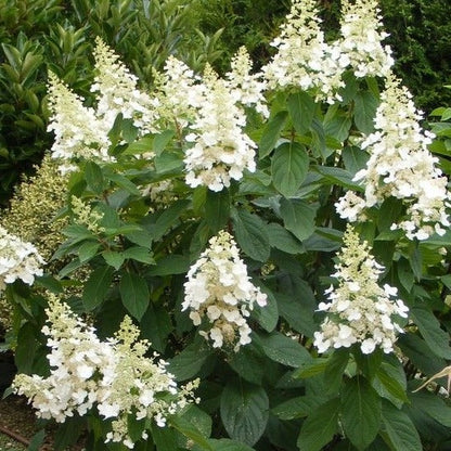Hydrangea paniculata 'Kyushu' - Pluimhortensia
