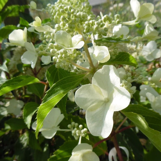Hydrangea paniculata 'Kyushu' - Pluimhortensia