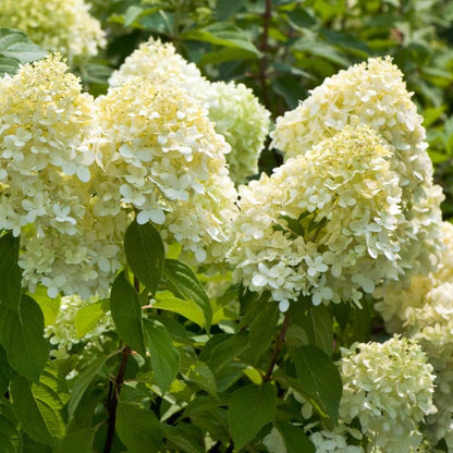 Hydrangea paniculata 'Limelight' - Witte Pluimhortensia