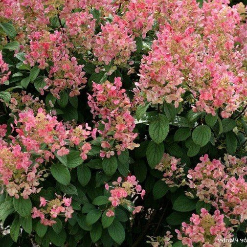 Hydrangea paniculata 'Little Quick Fire' - Pluimhortensia