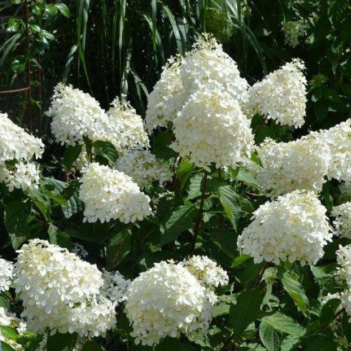 Hydrangea paniculata 'Phantom' -  Pluimhortensia