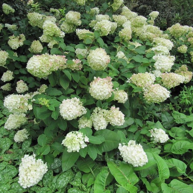 Hydrangea paniculata 'Silver Dollar' - Pluimhortensia