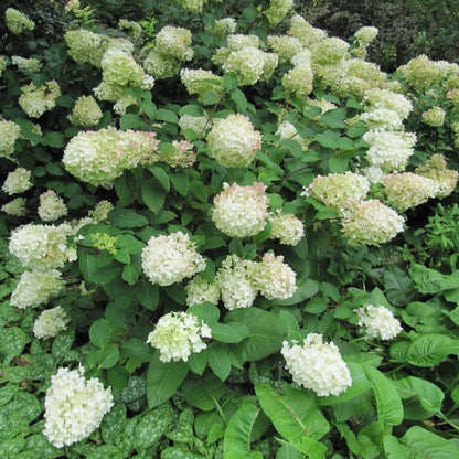 Hydrangea paniculata 'Silver Dollar' - Pluimhortensia