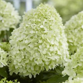 Hydrangea paniculata 'Skyfall' - Crème-witte Pluimhortensia