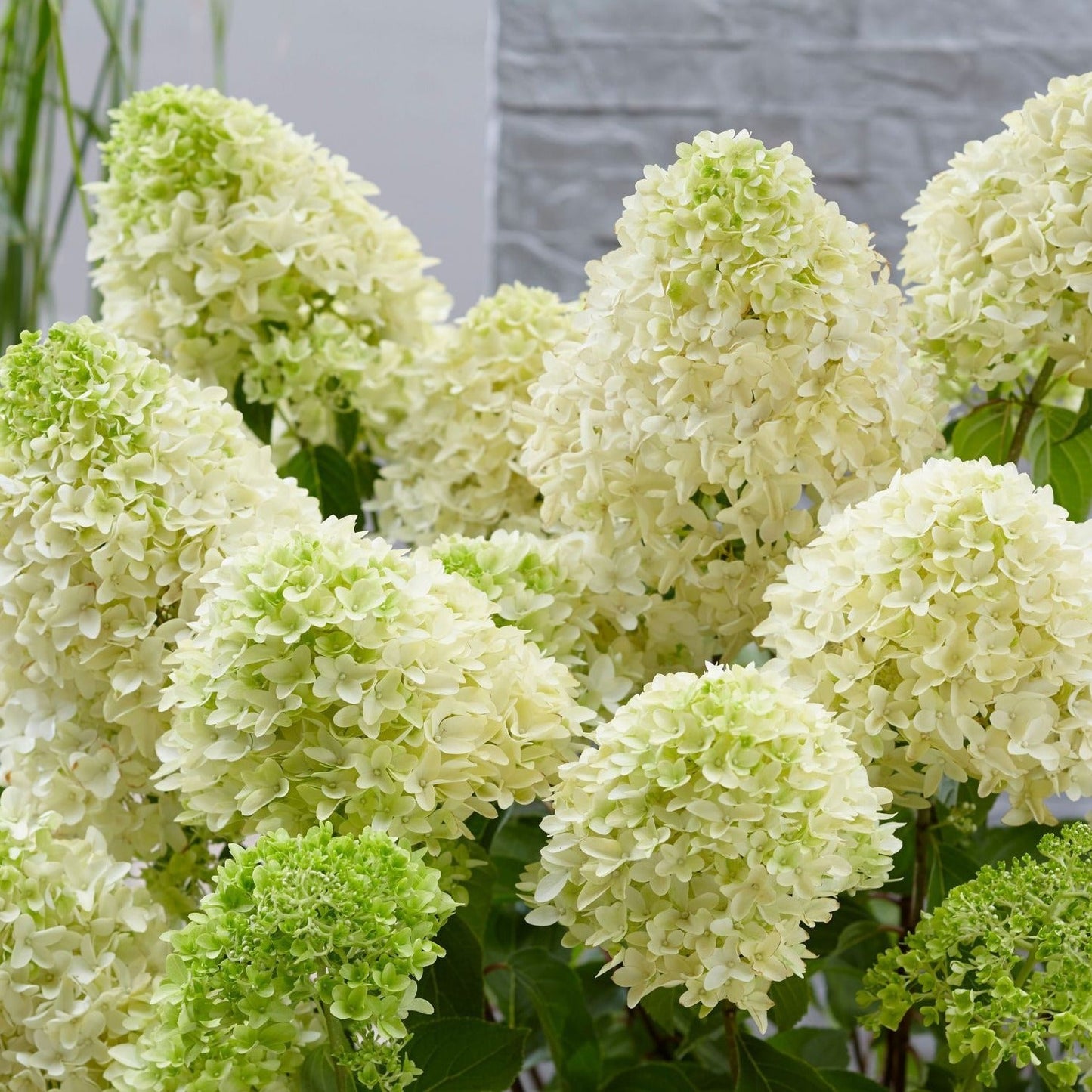 Hydrangea paniculata 'Skyfall' - Crème-witte Pluimhortensia