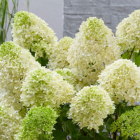 Hydrangea paniculata 'Skyfall' - Crème-witte Pluimhortensia