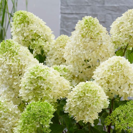 Hydrangea paniculata 'Skyfall' - Crème-witte Pluimhortensia