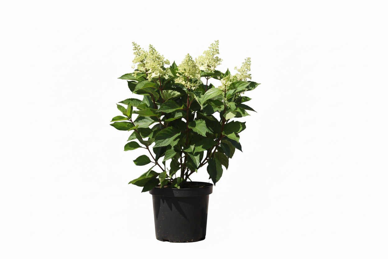 Hydrangea paniculata 'Pinky Winky' - Roze Pluimhortensia