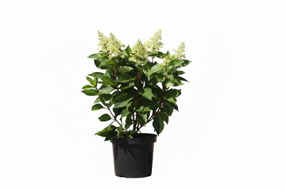 Hydrangea paniculata 'Pinky Winky' - Roze Pluimhortensia