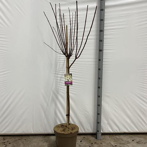 Hydrangea paniculata 'Kyushu' op stam - Pluimhortensia op stam