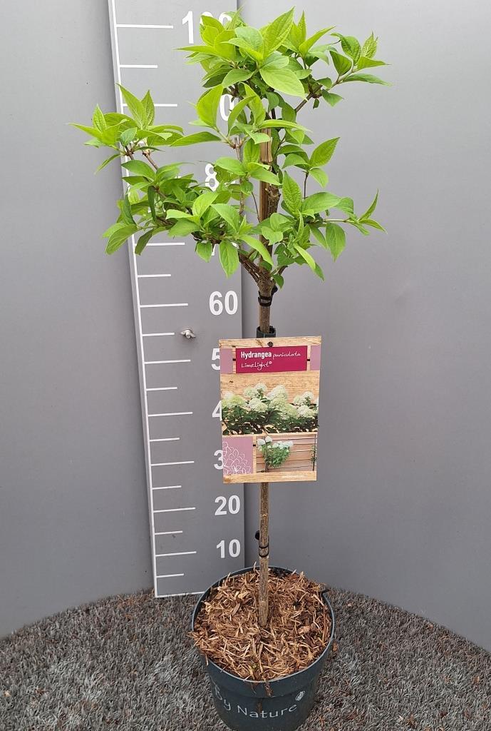 Hydrangea paniculata 'Limelight' - Witte Pluimhortensia op stam