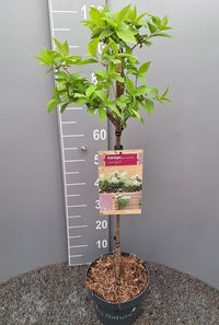 Hydrangea paniculata 'Limelight' - Witte Pluimhortensia op stam