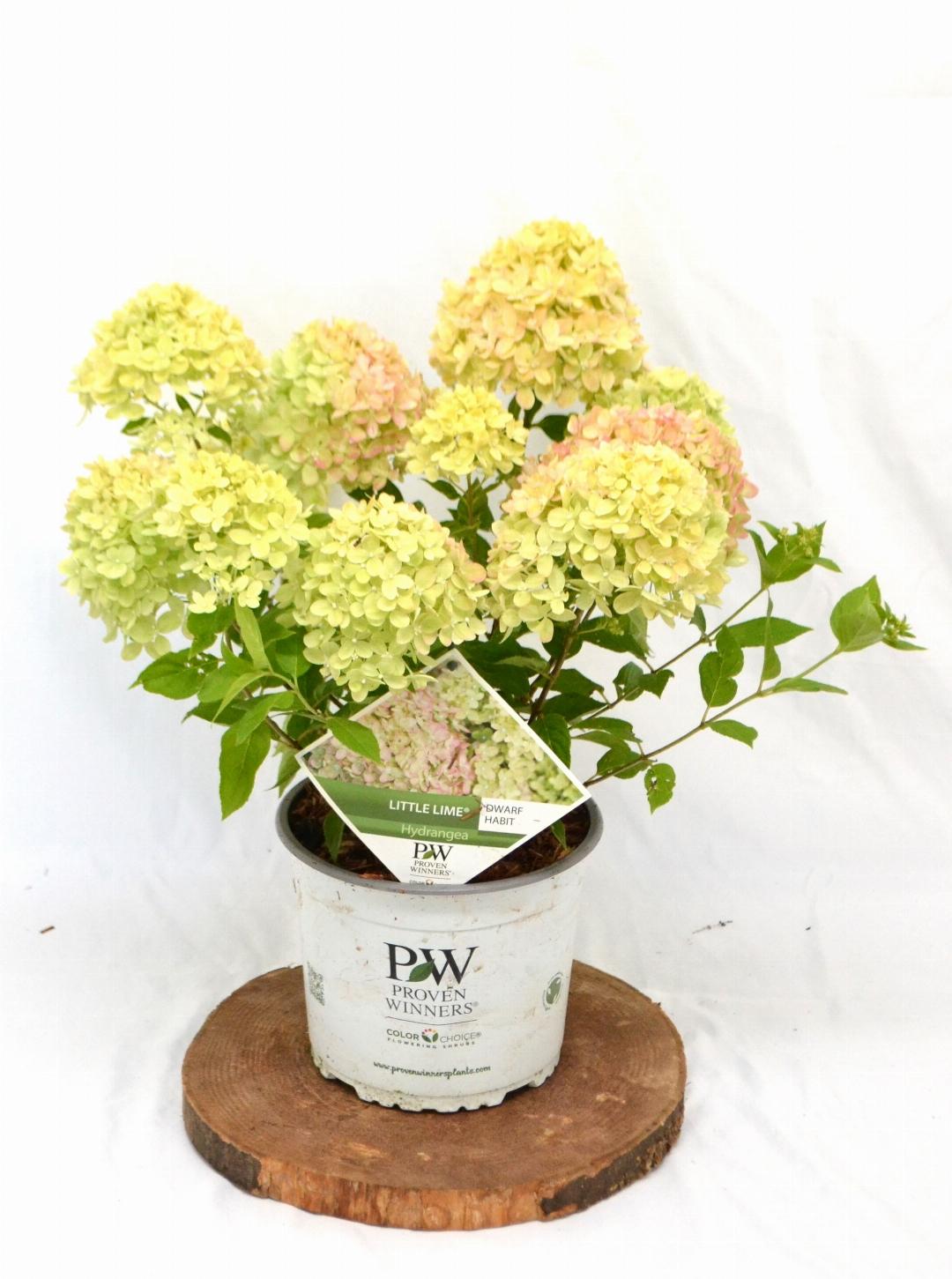 Hydrangea paniculata 'Little Lime' - Compacte Pluimhortensia