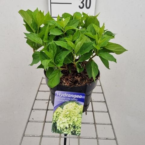 Hydrangea paniculata 'Little Spooky' - Kleinblijvende pluimhortensia