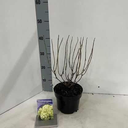 Hydrangea paniculata 'Little Spooky' - Kleinblijvende pluimhortensia