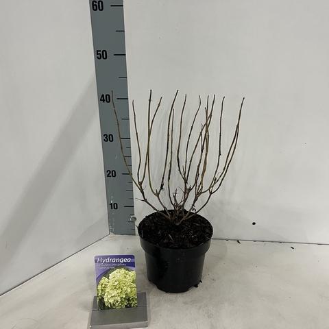 Hydrangea paniculata 'Little Spooky' - Kleinblijvende pluimhortensia