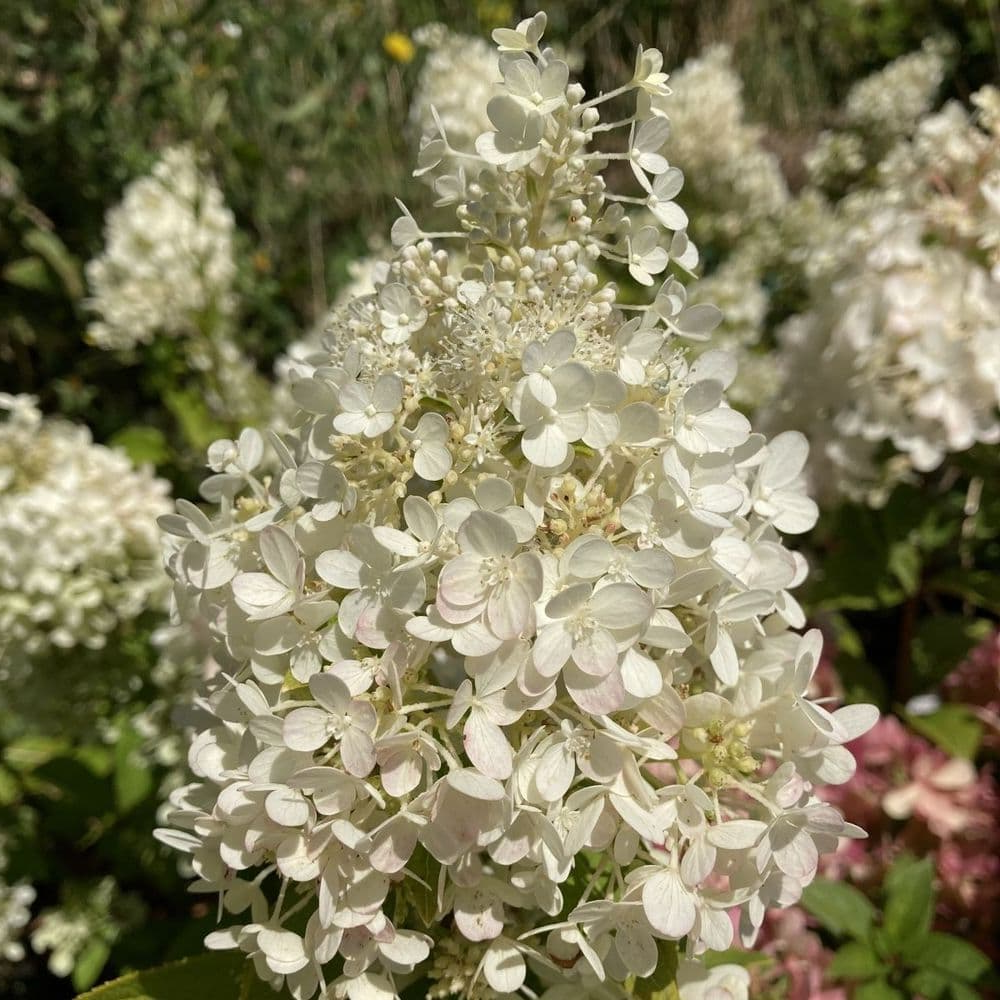 Hydrangea paniculata ‘Magical Matterhorn’ - Pluimhortensia